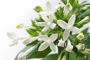 bouvardia