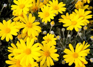 chrysanten