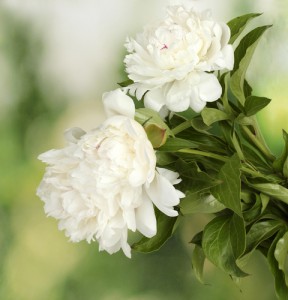 Zomerbloemen - pioenen