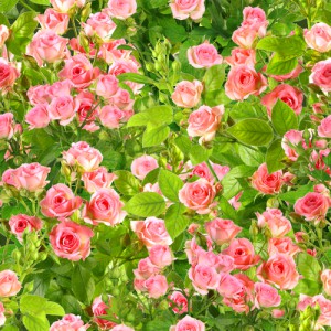 Rozen zijn echte zomerbloemen