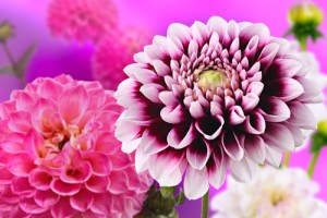 zomerbloemen dahlia