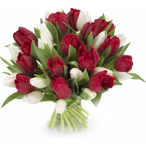 Tulpen wit en rood middel