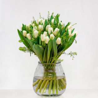 Tulpen Wit